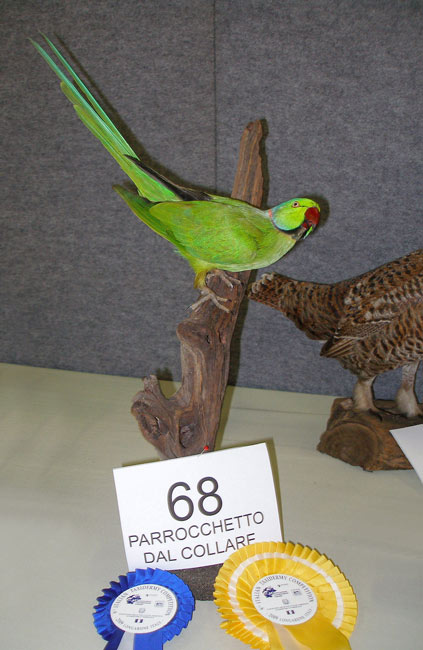 2009-parrochetto